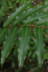 Alpinia arundelliana