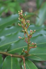 Alpinia arundelliana