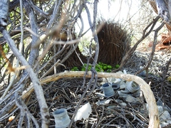 Chlamydera guttata