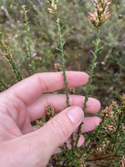 Sprengelia incarnata