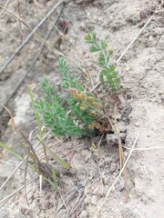 Pelargonium rapaceum