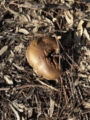 Phlebopus marginatus