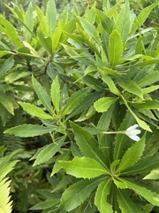 Scaevola chamissoniana