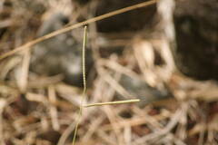 Paspalum scrobiculatum