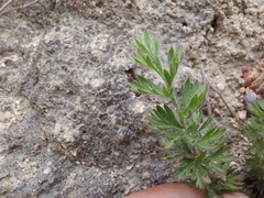 Pelargonium rapaceum