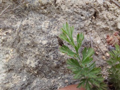 Pelargonium rapaceum
