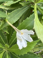 Scaevola chamissoniana