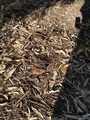 Phlebopus marginatus