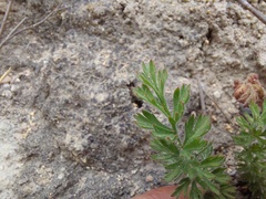 Pelargonium rapaceum