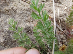 Pelargonium rapaceum