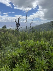 Scaevola chamissoniana