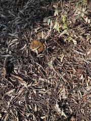 Phlebopus marginatus