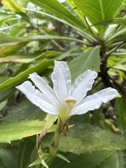 Scaevola chamissoniana