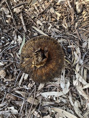 Phlebopus marginatus