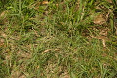 Eragrostis tenuifolia