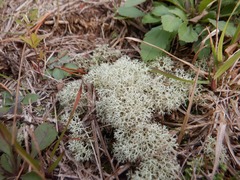 Cladonia subtenuis