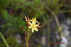 Bulbine favosa