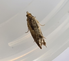 Crocidosema plebejana