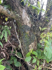 Crepidomanes minutum