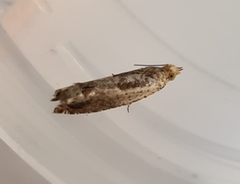 Crocidosema plebejana