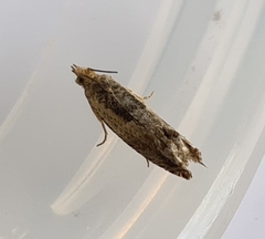 Crocidosema plebejana