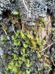 Crepidomanes minutum
