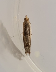 Crocidosema plebejana