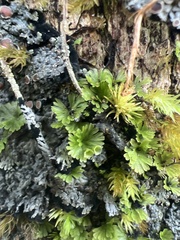 Crepidomanes minutum