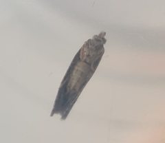 Crocidosema plebejana