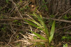 Setaria palmifolia