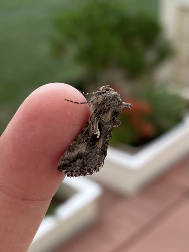 Alfalfa Looper photo 5