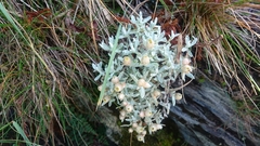 Anaphalis nepalensis