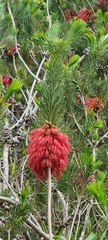 Melaleuca quadrifida