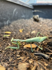 Stagmomantis carolina