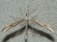 Platyptilia celidotus