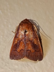Calymera metaphaea