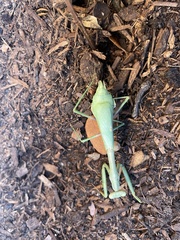 Stagmomantis carolina