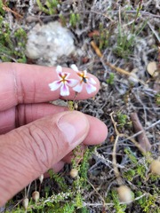 Jamesbrittenia calciphila