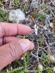 Jamesbrittenia calciphila