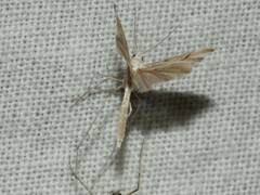 Platyptilia celidotus