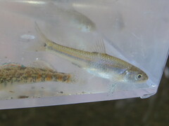 Notropis