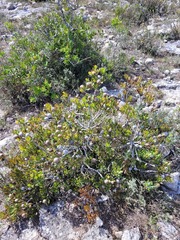 Leucadendron muirii