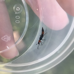 Paederus cruenticollis