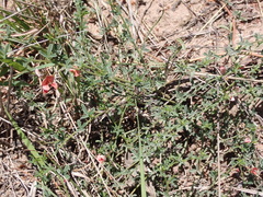 Indigofera sp12