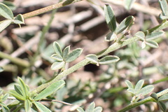 Indigofera sp12