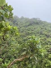 Ilex anomala