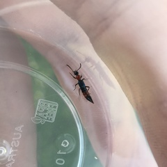 Paederus cruenticollis