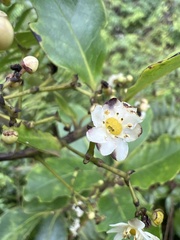 Ilex anomala