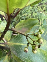 Ilex anomala