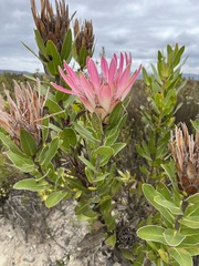 Protea compacta